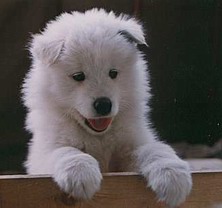 samojed.jpg