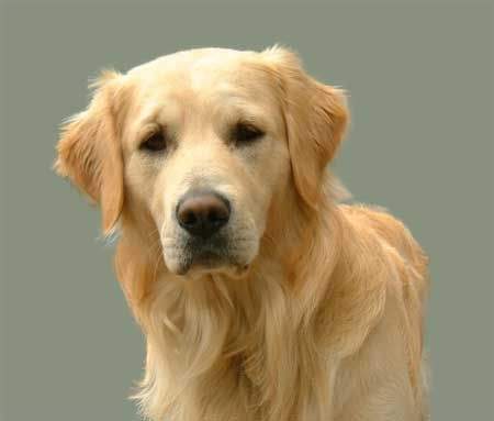 zlaty retriver.jpg